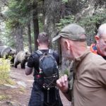 惊险!两只灰熊跟尾随班夫旅行者20分钟…