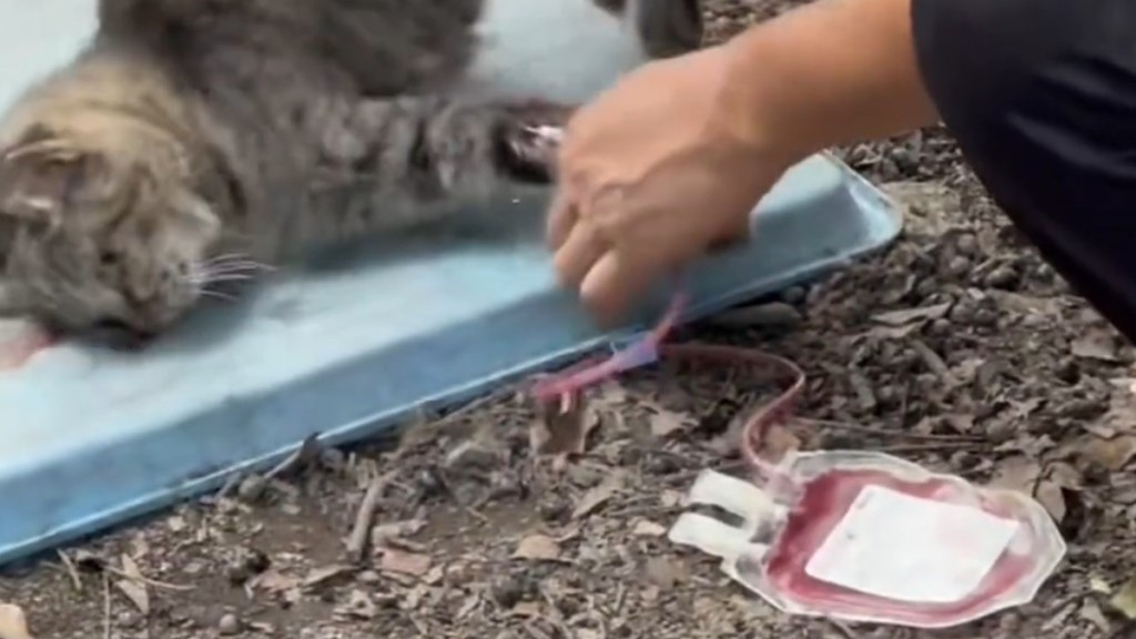 血猫产业链︱网传花猫被抽血片 博主爆黑幕:有人高价卖予宠物医院 | 星岛加拿大都市网 多伦多